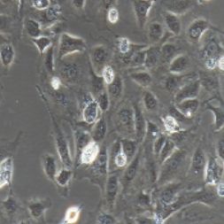 BRL-3A大鼠肝细胞（提供种属鉴定）