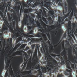 L6大鼠成肌细胞（提供种属鉴定）