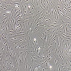pac2 斑马鱼胚胎成纤维细胞(提供种属鉴定报告)