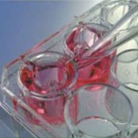 Millipore PIEP12R48 Millicell Transwell悬挂式细胞培养皿