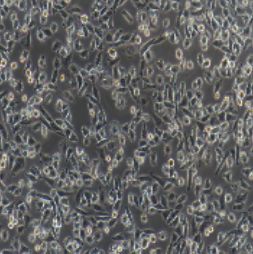 CHO仓鼠卵巢细胞(提供种属鉴定报告)