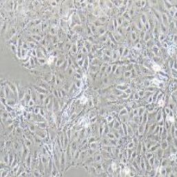 PK-15猪肾细胞(提供种属鉴定报告)