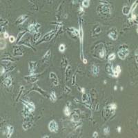 CHO-dhfr 中国仓鼠卵巢细胞(缺失二氢叶酸还原酶)