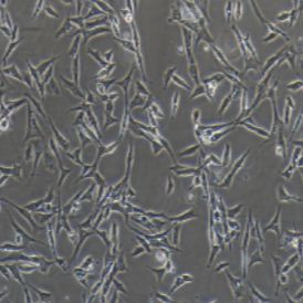 Duck embryo 鸭胚成纤维细胞永生化(提供种属鉴定报告)