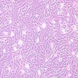 LEC-1仓鼠卵巢细胞(提供种属鉴定报告)