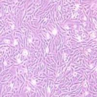 LEC-1仓鼠卵巢细胞(提供种属鉴定报告)