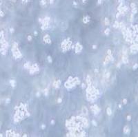 CHO-K1 中国仓鼠卵巢细胞（悬浮细胞）