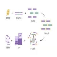 被子植物353个单拷贝核基因靶向捕获测序服务