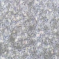 PIEC猪髋动脉内皮细胞(提供种属鉴定报告)