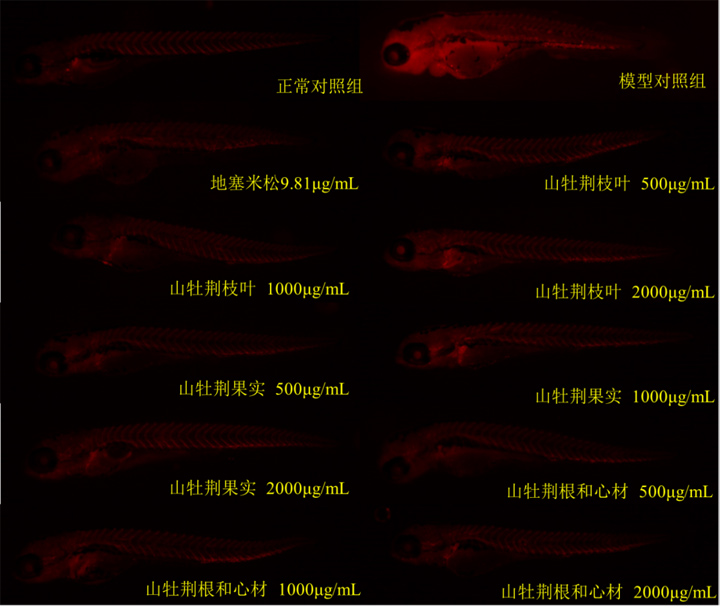 国际肾脏日|斑马鱼助力治疗慢性肾病类中药研发