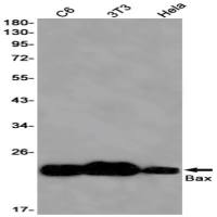 Bax (DGR11930) Rabbit mAb
