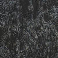 BHK-21仓鼠肾成纤维细胞(提供种属鉴定报告)