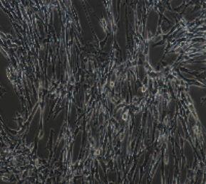 BHK-21仓鼠肾成纤维细胞(提供种属鉴定报告)