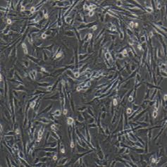 OAR-L1 绵羊肺成纤维细胞(提供种属鉴定报告)