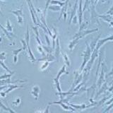 UMNSAH/DF-1鸡胚胎成纤维细胞(提供种属鉴定报告)
