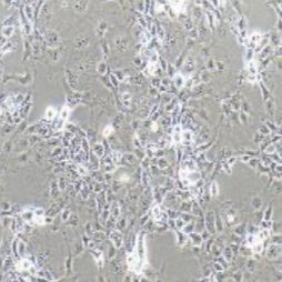 COS-1非洲绿猴肾细胞 SV40转化(提供种属鉴定报告)