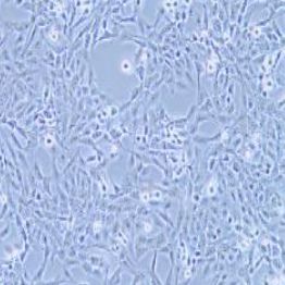 F81猫肾细胞(提供种属鉴定报告)