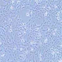 F81猫肾细胞(提供种属鉴定报告)