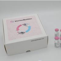 VB UltraStable™ 化学感受态细胞