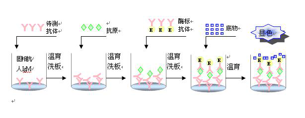 牛巴氏杆菌病(pasteurellosis)酶联免疫(Eli