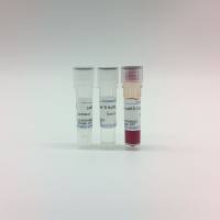 快速内切酶BglII