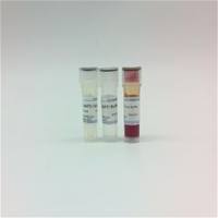 快速内切酶DpnII