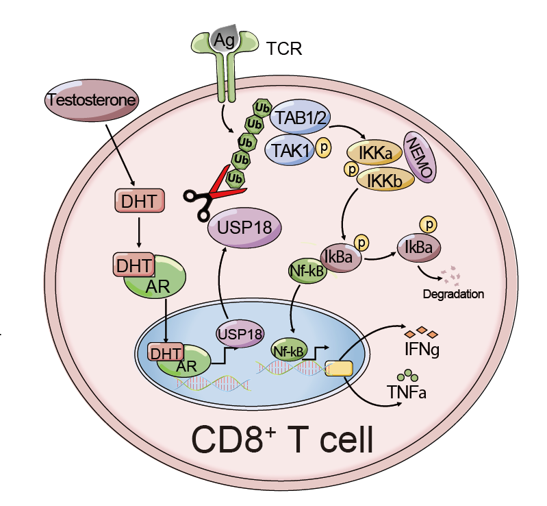 男女有「别」,癌症免疫竟与性别相关!