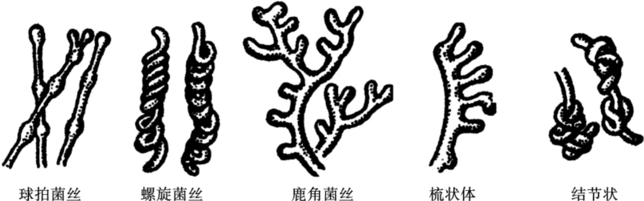 细胞世界:细胞培养时候里面的圆球球到底是什么? - 企业动态 - 丁香通