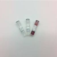 快速内切酶BstEII