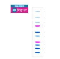 Precision Plus Protein™ 预染蛋白标准品