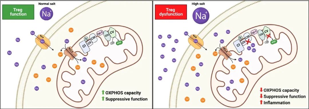为啥免疫力总比别人差?《Cell》子刊发现与饮食有关