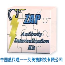Fab-ZAP 小鼠抗体内化试剂盒,Fab-ZAP mouse Antibody Internalization Kit