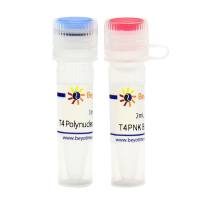 T4 Polynucleotide Kinase