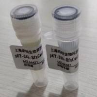 pEnCMV-RBD(SARS-Cov-2)-3×FLAG质粒抗性