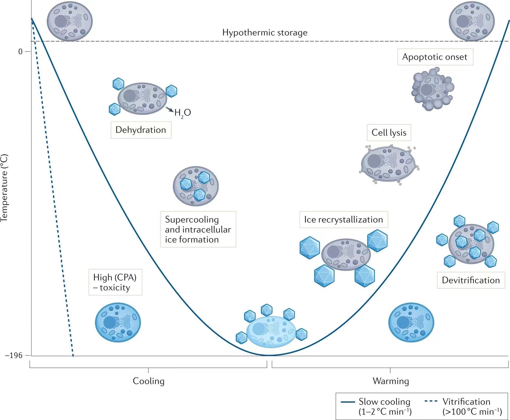 冻存过的细胞还能用吗？还能提蛋白吗？