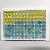 酶联免疫吸附（ELISA）实验