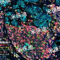 免疫荧光六标七色实验