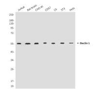 Beclin 1 (4F4) Mouse mAb