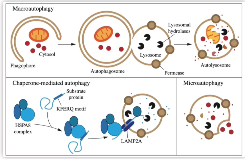 自噬干货分享系列之【经典自噬研究】