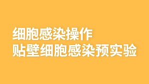 丁香实验推荐阅读