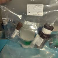 Exalpha10613002双链RNA抗体检测试剂盒,dsRNA Detection Kit (J2 based)