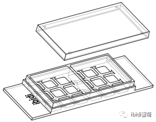 ibidi雷萌生物|用µ-Slide 2 Well共培养延时显微观察斑马鱼幼虫-ibidi共培养实验方案