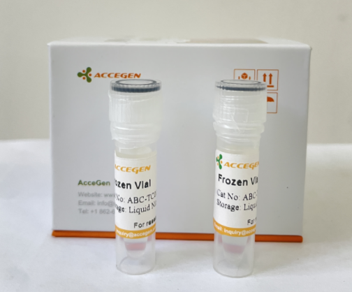 Wistar大鼠星形胶质细胞