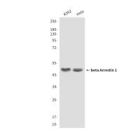 beta Arrestin 1 (6A1) Mouse mAb