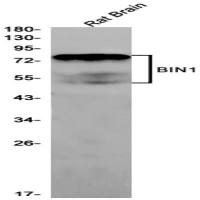BIN1 (DGR18900) Rabbit mAb