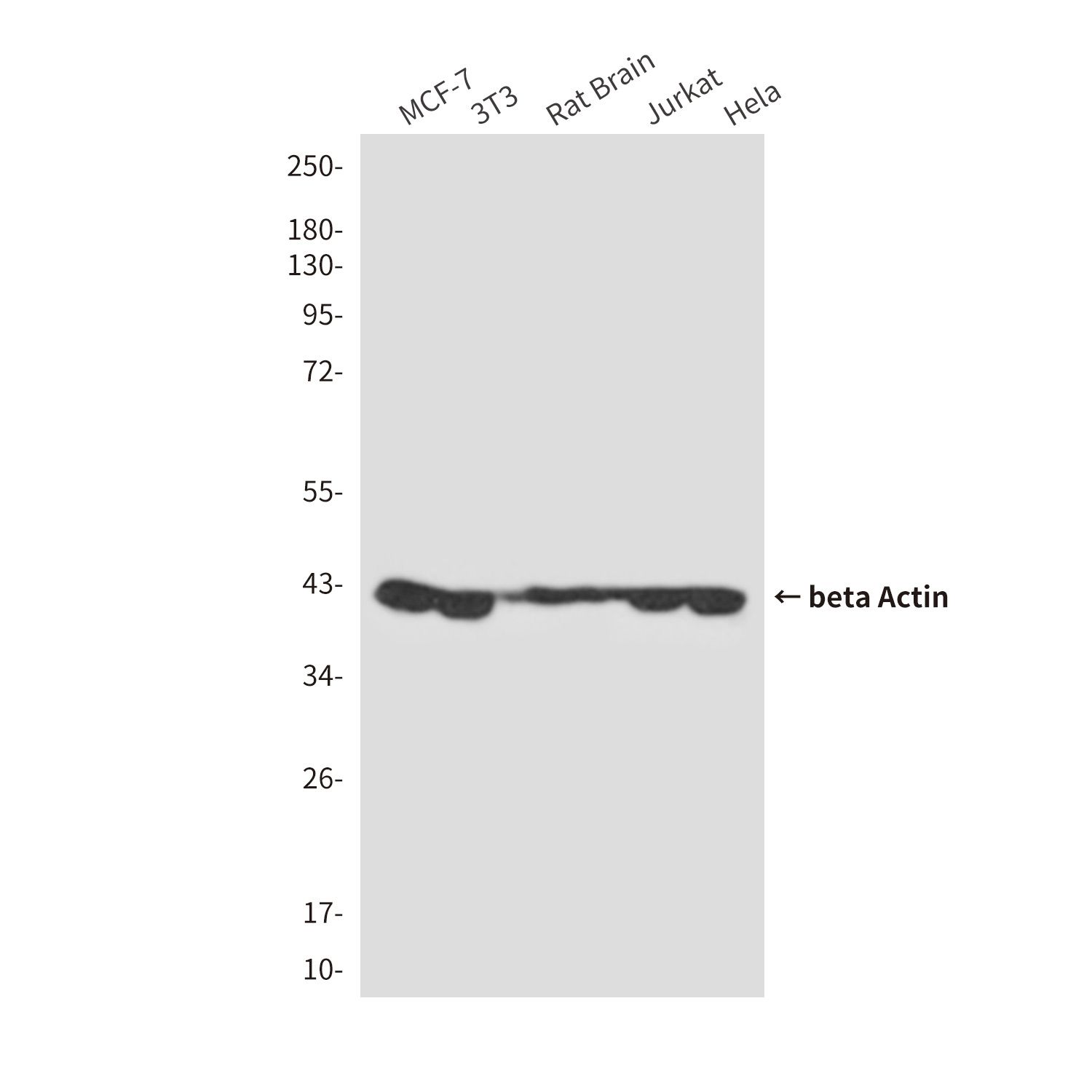 beta Actin (10F1) Mouse mAb