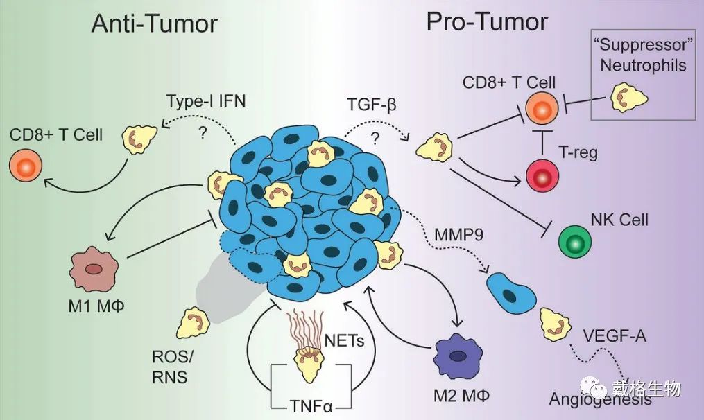 肿瘤微环境简述