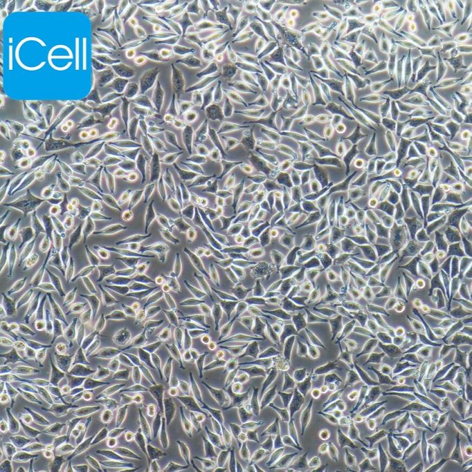 L929 小鼠成纤维细胞/种属鉴定/镜像绮点（Cellverse）