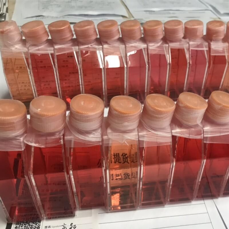 膀胱上皮细胞/免疫荧光鉴定/镜像绮点(Cellverse)