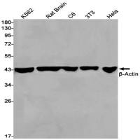 beta Actin Recombinant Rabbit mAb